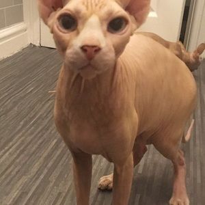 Meet your Posher, Caren